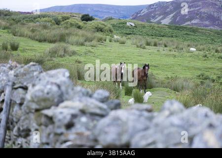 Due cavalli e una pecora su un prato verde circondato da pietre sulle montagne ai margini del Parco Nazionale di Snowdonia, Penmaenmawr, Dwygyfylchi, Caern Foto Stock