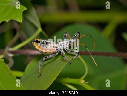 North American Wheel bug nymph Arilus cristatus insetto Nature Springtime Leaf Pest control. Foto Stock