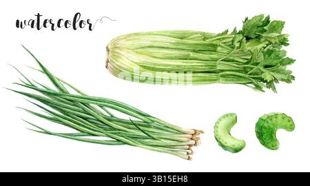 Illustrazione del gruppo di sedani realistici ad acquerello, collezione di verdure fresche Foto Stock