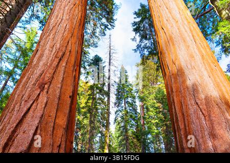 Riprese grandangolari che catturano le imponenti sequoie giganti sotto un cielo azzurro nel Sequoia National Park, mostrando la loro impressionante altezza e il loro stile Foto Stock