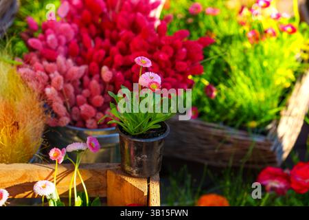 Vista ravvicinata di un negozio di fiori che presenta margherite rosa in un vaso circondato da varie composizioni floreali colorate, che mostrano un luminoso spettacolo primaverile Foto Stock