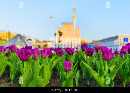 Vista ravvicinata dei vibranti tulipani viola che fioriscono a Maidan Nezalezhnosti, Kiev, con l'iconico monumento e il paesaggio urbano sullo sfondo durante il tramonto. Foto Stock