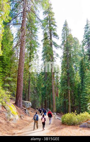Sequoia National Park, California - 30 novembre 2024: Un gruppo di escursionisti cammina lungo un sentiero tortuoso circondato da torreggianti alberi di sequoia nati Foto Stock
