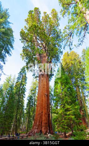 Sequoia National Park, California - 30 novembre 2024: L'albero General Sherman si erge alto nella foresta gigante del Sequoia National Park, mostrando i suoi immensità Foto Stock