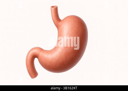 Anatomia dello stomaco: Illustrazione medica dettagliata di uno stomaco umano, evidenziandone la struttura anatomica e la forma Foto Stock