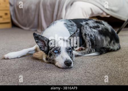 Un collie blu di merele che si riposa dopo una dura giornata giocando e divertendosi. Foto Stock
