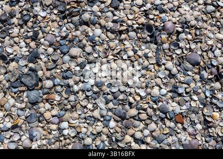 Piccole conchiglie marine e conchiglie di lumaca sulla spiaggia Foto Stock