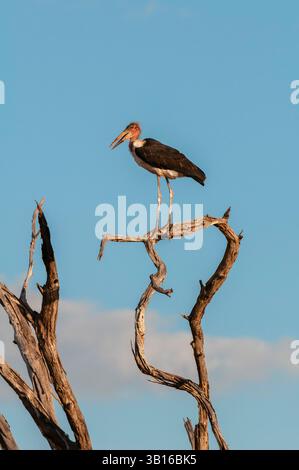 Marabou Stork, Marabou (Leptoptilos crumeniferus), arroccato in cima ad un albero morto, Botswana, Parco Nazionale del Chobe, Kasane Foto Stock