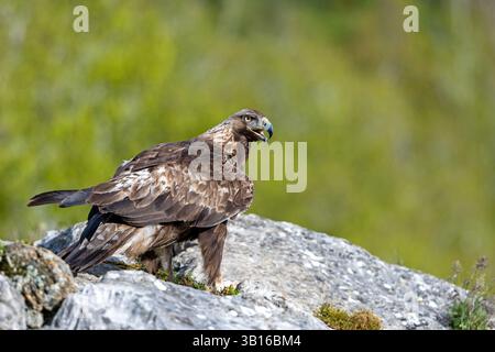 Aquila d'oro (Aquila chrysaetos), seduta su una roccia, chiamata, Spagna, Kastilien-Leon, Cremenes Foto Stock