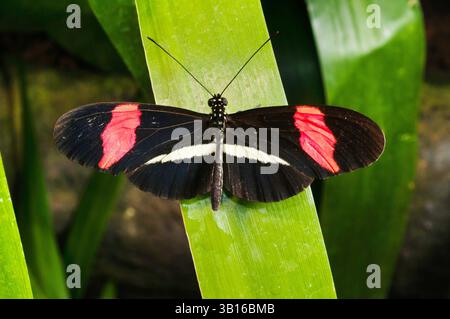 Postino rosso, piccolo postino, farfalla rossa del fiore della passione, longwing con cerotto (Heliconius erato petiverana), appoggiato su una foglia, Costa Rica, la Pa Foto Stock