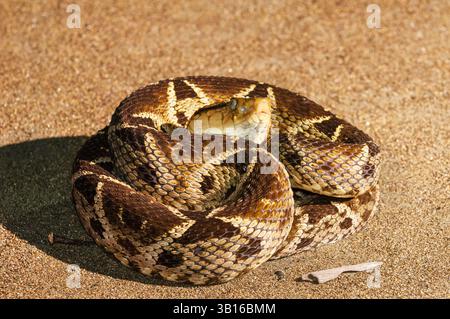 Terciopelo, Fer-de-lance, barba amarilla, serpente delle Lancehead (Bothrops asper, Bothrops andianus asper), sdraiato nella sabbia, Costa Rica, osa peninsul Foto Stock