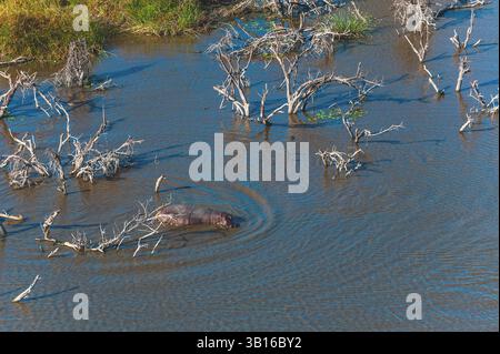 ippopotamo, ippopotamo, ippopotamo comune (ippopotamo anfibio), in acqua, vista aerea, Botswana, Delta dell'Okavango Foto Stock