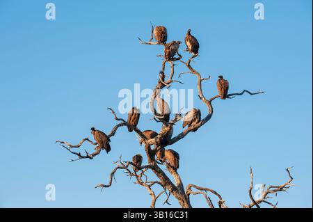 Avvoltoio africano dalla parte bianca (Gyps africanus), gruppo arroccato in un albero morto, Botswana, Chobe National Park, Kasane Foto Stock