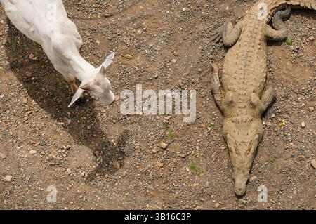Coccodrillo americano (Crocodylus acutus), bestiame in piedi accanto a un coccodrillo riposante, pericolo per la vita, Costa Rica, Carara Wildlife Refuge, Rio Tarcoles Foto Stock