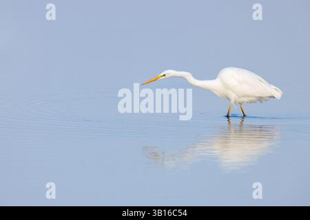 Grande egret, grande Egret bianco (Egretta alba, Casmerodius albus, Ardea alba), cerca cibo in acque poco profonde, Paesi Bassi, Frisia, Piaam Foto Stock