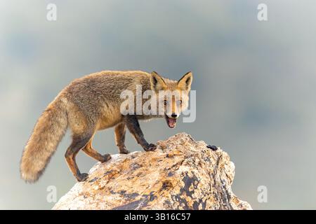 Volpe rossa (Vulpes vulpes), si erge su una roccia con la bocca aperta, Spagna, Estremadura, Salorino Foto Stock