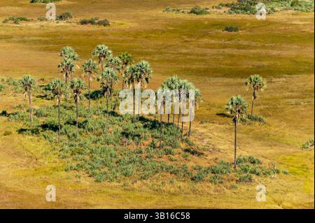 Vista aerea di una palma nel Delta dell'Okavango, in Botswana e nel Delta dell'Okavango Foto Stock