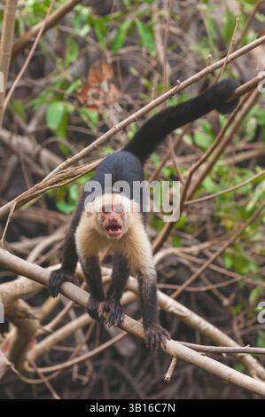 cappuccini dalla gola bianca, cappuccini colombiani dalla faccia bianca, cappuccini colombiani dalla testa bianca, cappuccini colombiani dalla gola bianca (Cebus capucinus), arrabbiati Foto Stock