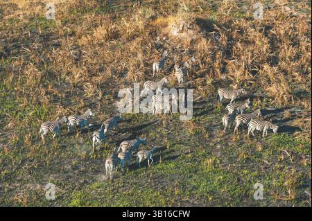 Zebra comune (Equus quagga), vista aerea di una mandria di zebre al pascolo, Botswana, Delta dell'Okavango Foto Stock