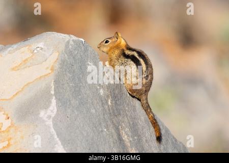 Scoiattolo terricolo con mantello dorato (Callospermophilus lateralis) arroccato sulla roccia nella contea di Lassen, California, in habitat naturale. Foto Stock