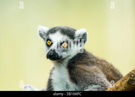 Ritratto di un lembo dalla coda ad anello. Animale in primo piano. Lemur Catta Foto Stock