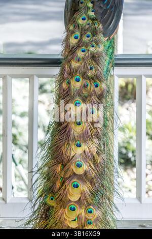 Primo piano di un pavone che mostra le sue colorate piume di coda in pieno ventilatore. Foto Stock