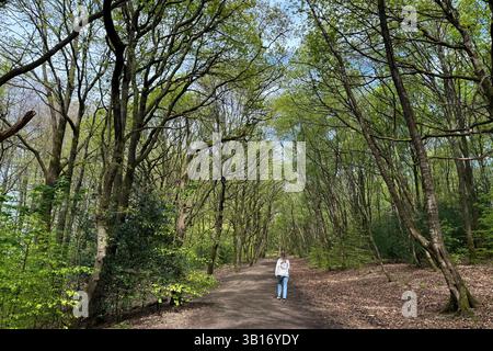 Meteo nel Regno Unito: Soleggiato a Rivington. Donna che cammina da sola a Rivington, vicino a Chorley, in un giorno di primavera di sole Foto Stock