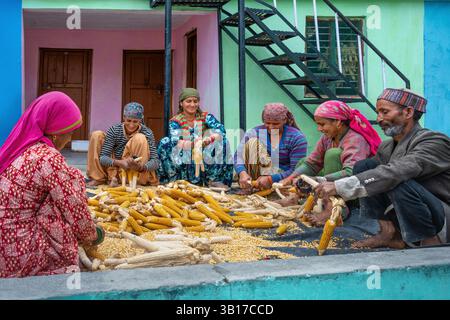 Abitanti del villaggio che sbucciano pannocchie di mais nel cortile del villaggio di Sainji vicino a Mussoorie, Uttarakhand, India Foto Stock