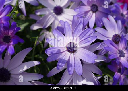 Bellissime margherite africane di colore blu violetto. sfondo floreale a margherita Foto Stock