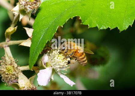 Un'ape raccoglie il polline da un delicato fiore di mora bianca, parzialmente nascosto sotto una foglia verde vibrante. Foto Stock
