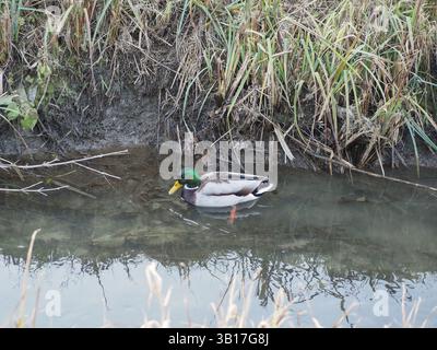 mallard, alias anatra selvatica, nome scientifico Anas platyrhynchos degli uccelli della classe animale Foto Stock