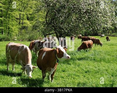 Un gruppo di mucche marroni e bianche pascolano su un lussureggiante prato verde sotto alberi in fiore in primavera. Il fascino tipico della fattoria bavarese vive Foto Stock