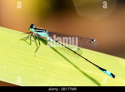 Blue dragonfly Enallagma cyathigerum, damselfly blu comune, bluet comune, o bluet settentrionale Foto Stock