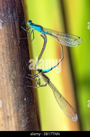 Libellula blu Enallagma cyathigerum, damselfly blu comune, bluet comune o bluet settentrionale durante l'accoppiamento su sfondo verde Foto Stock