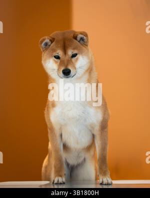 Ritratto di cane giapponese shiba inu bianco rosso su sfondo arancione. Ritratto ravvicinato di una razza di cane rosso Shiba inu seduta nello studio. Femmina Shiba Inu. Foto Stock