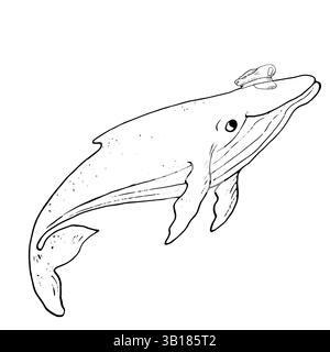 Megattere, schizzo di inchiostro bianco e nero. Illustrazione vettoriale. Divertente mammifero oceanico in cappello di un capitano, isolato su uno sfondo bianco. Un lineare Illustrazione Vettoriale