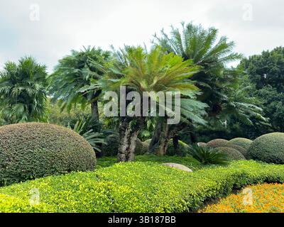 Vibrante giardino tropicale pieno di lussureggianti palme verdi e cespugli rifiniti sotto un cielo nuvoloso. Foto Stock