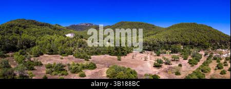 Canet Pine Forest, Pinus halepensis, Moleta de Son Cabaspre, Esporles, Tramuntana Mountains, Maiorca, Isole Baleari, Spagna. Foto Stock