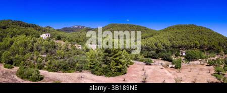 Canet Pine Forest, Pinus halepensis, Moleta de Son Cabaspre, Esporles, Tramuntana Mountains, Maiorca, Isole Baleari, Spagna. Foto Stock