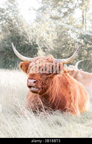 Bovini di razza scozzese vacca Highlander avvistata nella regione della capitale della Danimarca Foto Stock