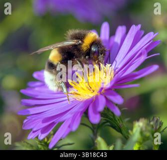 bumblebee dalla coda bianca in latino Bombus lucorum, seduto sul fiore blu Foto Stock
