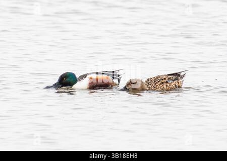 Spatola settentrionale (Spatula clypeata) nell'habitat delle zone umide, che mostra il suo caratteristico becco a forma di cucchiaio e il vivace piumaggio. Foto Stock