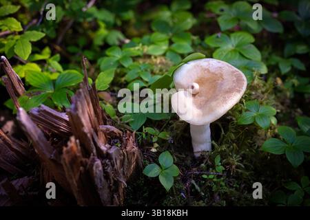 Una splendida foto macro orizzontale che cattura un piccolo gruppo di funghi selvatici di colore marrone chiaro che crescono tra un muschio verde vivace sul pavimento della foresta Foto Stock