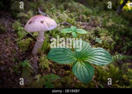 Una splendida foto macro orizzontale che cattura un piccolo gruppo di funghi selvatici di colore marrone chiaro che crescono tra un muschio verde vivace sul pavimento della foresta Foto Stock
