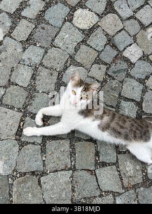 L'immagine mostra un gatto tabby bianco e marrone che giace su un lato su un pavimento di ciottoli. Il gatto è rivolto verso l'alto, facendo contatto visivo con la telecamera. Foto Stock