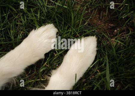 Primo piano di due pastore australiano bianco o zampe di cane da collie di confine poggiate sull'erba verde. Vista dall'alto. La pelliccia morbida contrasta con le lame affilate, cr Foto Stock