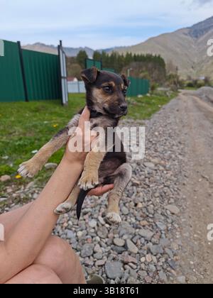 Volontario che tiene un piccolo cucciolo in un rifugio per animali di montagna, dando speranza per un nuovo inizio Foto Stock