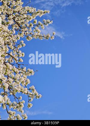 Fiori bianchi di un albero di pera che fiorisce in primavera contro un cielo azzurro Foto Stock