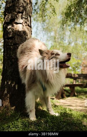 Red merle Border Collie in un'imbracatura blu esegue una giocosa manciata contro un albero in un parco soleggiato, circondato da erba verde fresca e alberi. Agil Foto Stock
