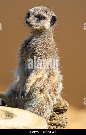 Alert meerkat si trova in posizione verticale su un tronco, scansionando l'ambiente circostante in un involucro sabbioso. Foto Stock